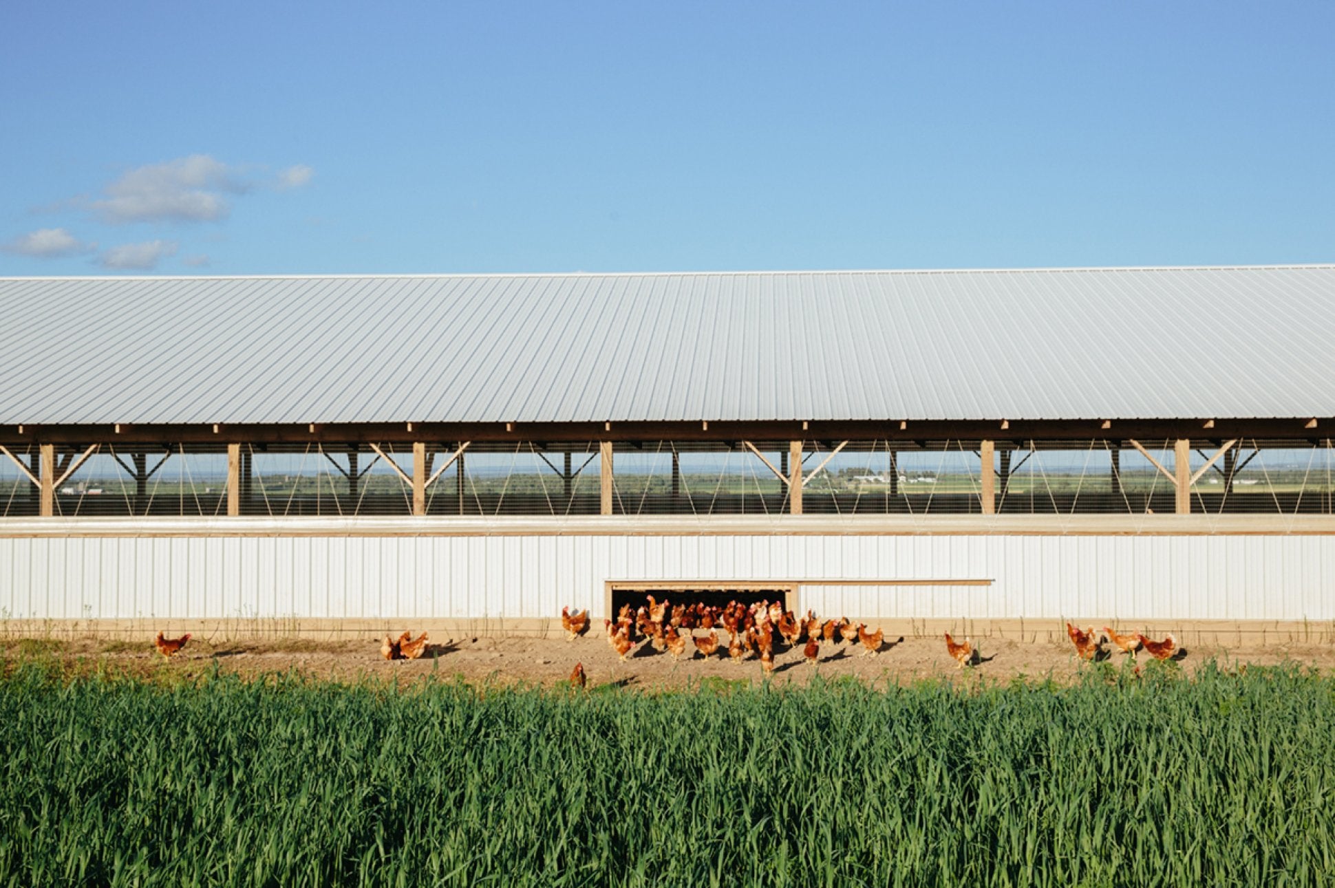 This Is What a Genuine Free-Range Farm Looks Like