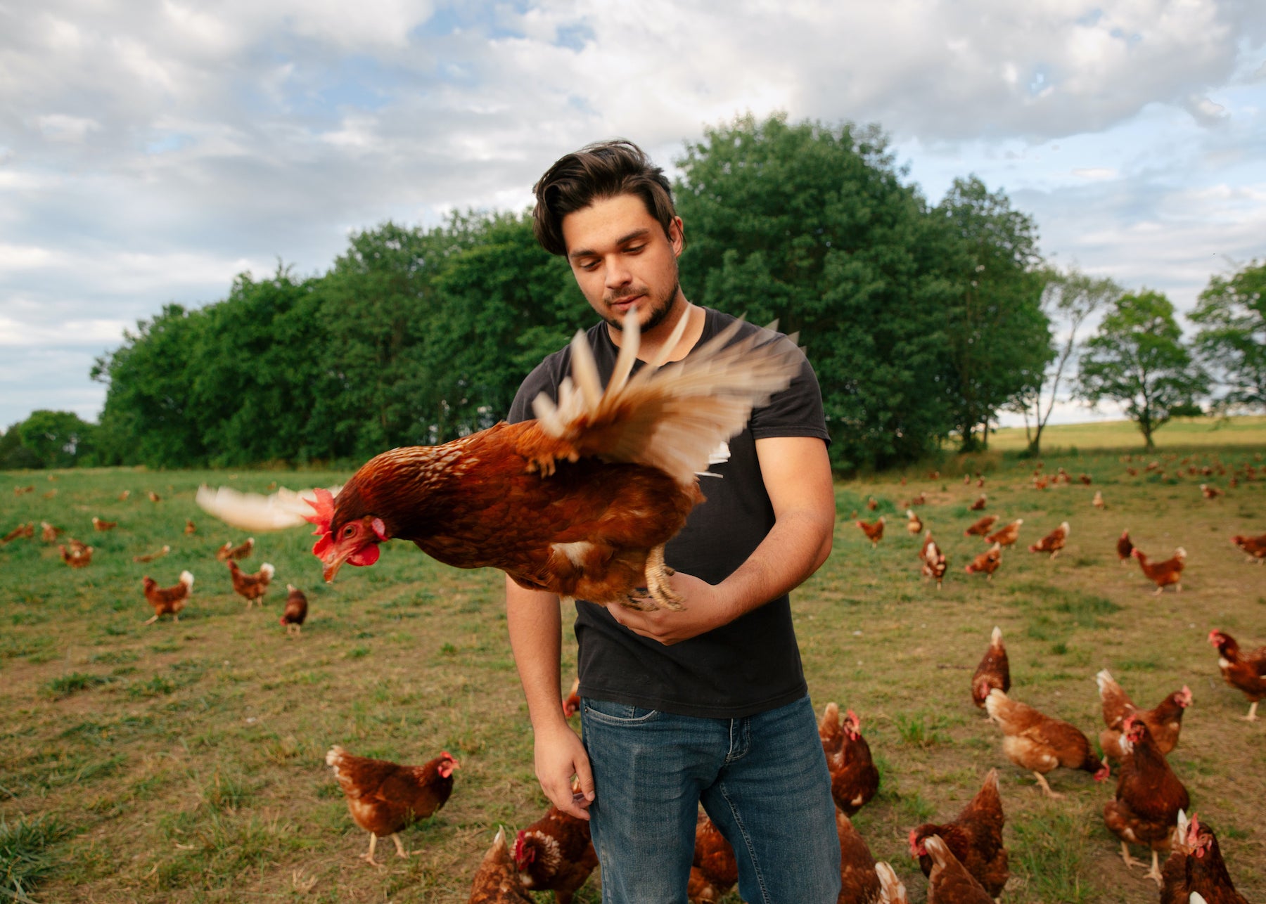 What Does “Organic” Actually Mean for Your Eggs?
