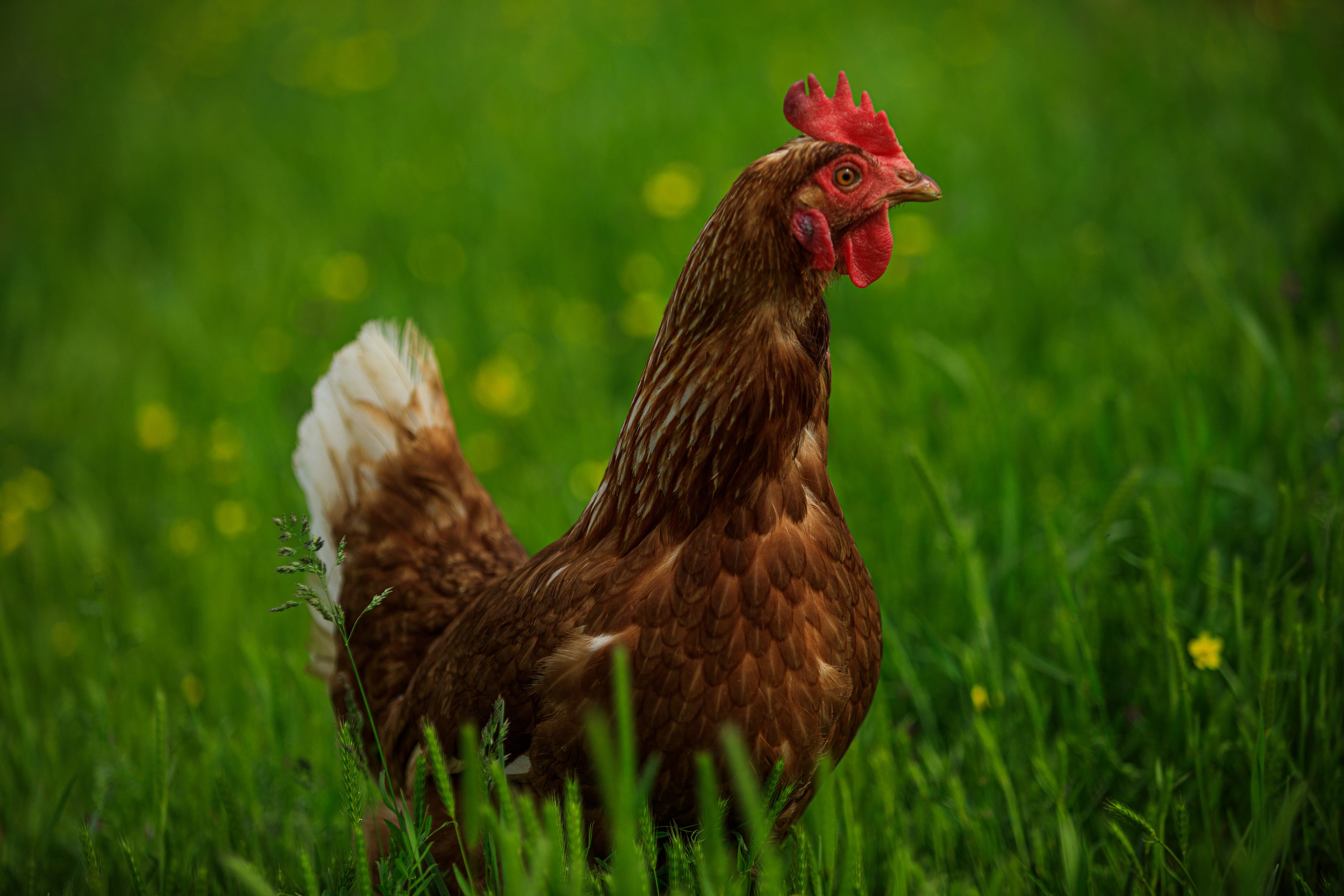 Backyard Chickens? We chat with 3 of our favorite chicken owners