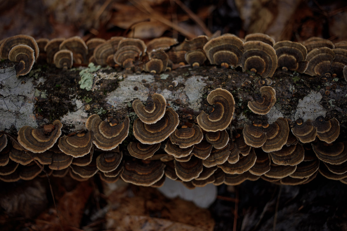 Regenerative Agriculture Series Agroforestry And Handsome Brook Farms regenerative-agriculture-series-agroforestry-and-handsome-brook-farms
