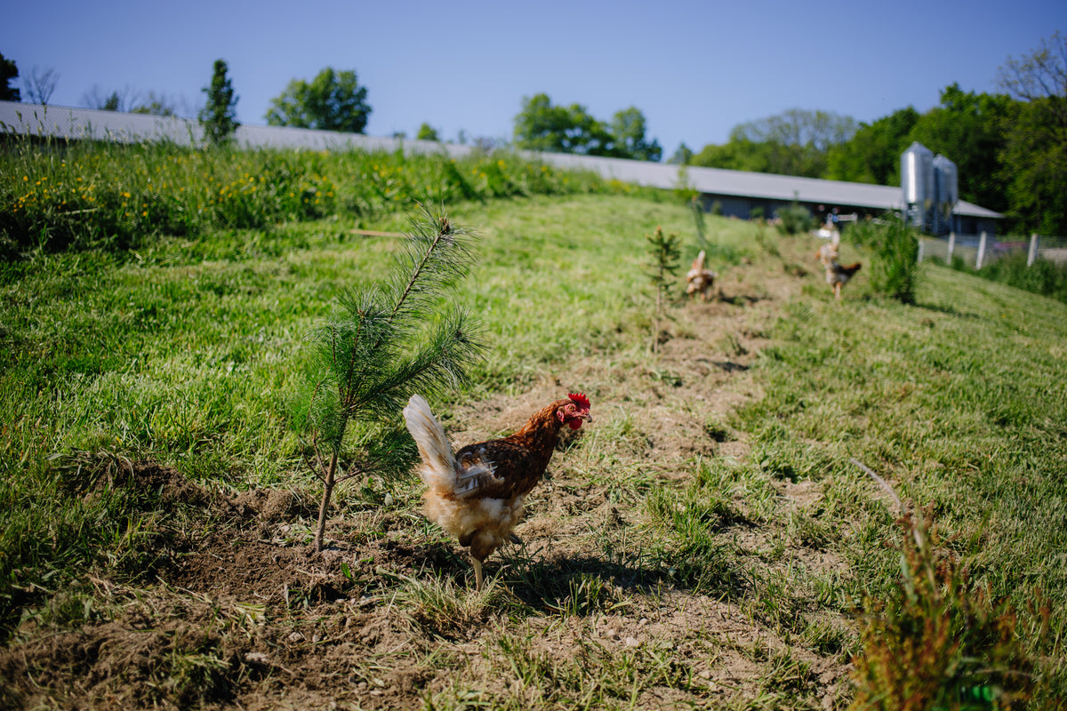 What does "Regenerative Agriculture" Actually Mean? Handsome Brook Farms