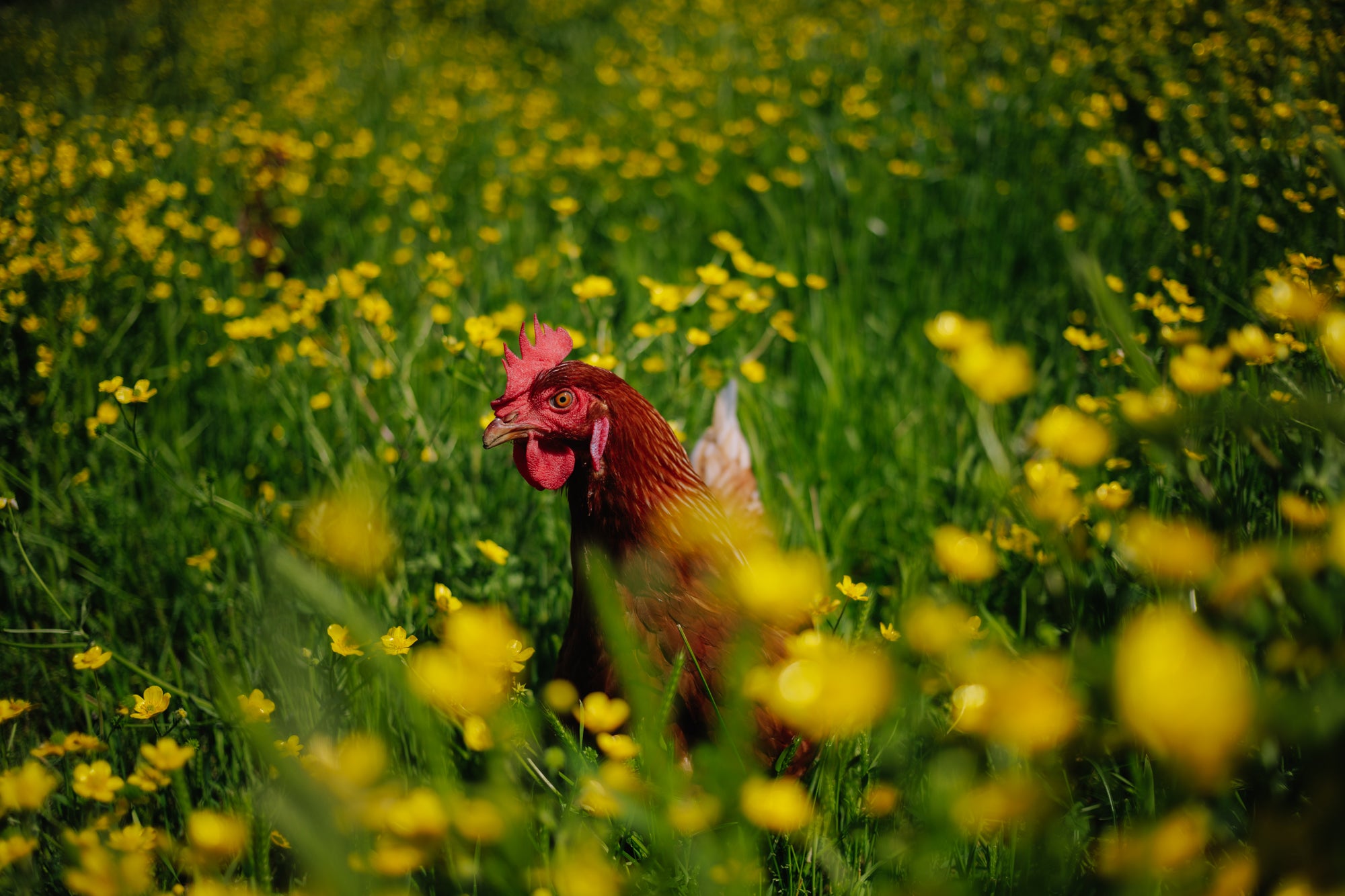 Protecting Animal Welfare: Handsome Brook Farms Opposes the EATS Act