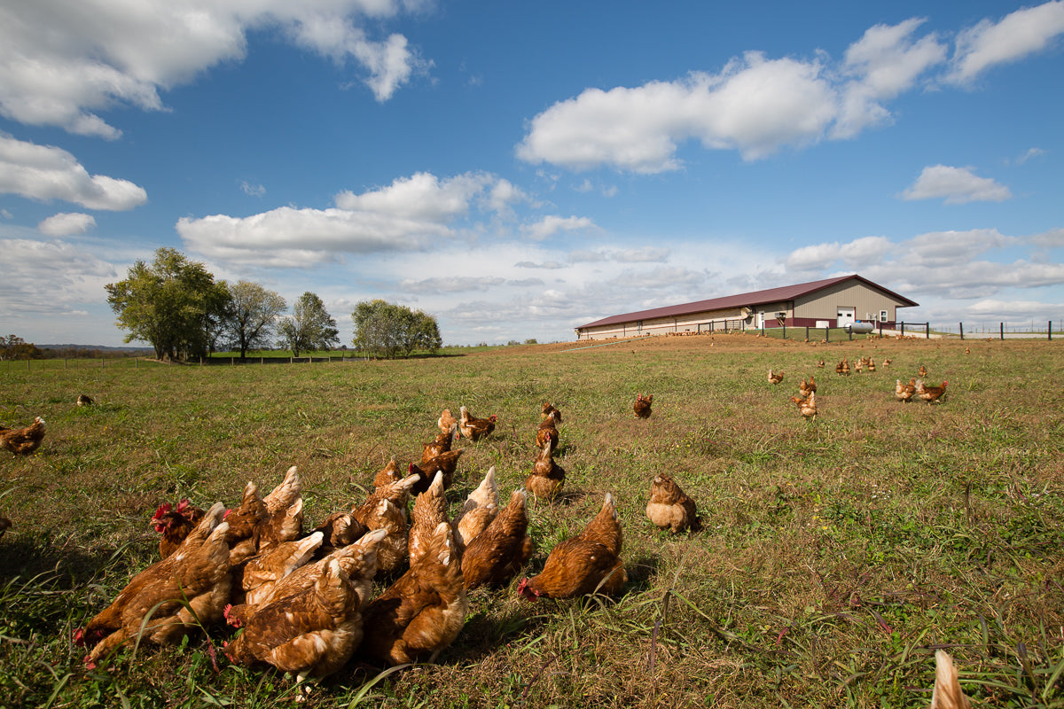 What Are Pasture Raised Eggs?