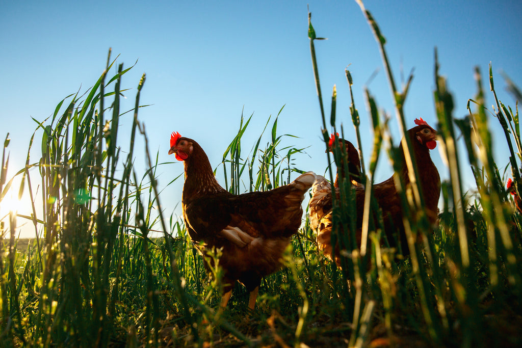 6 Reasons Why You Should Start Eating Healthier, Tastier Pasture-Raised Eggs