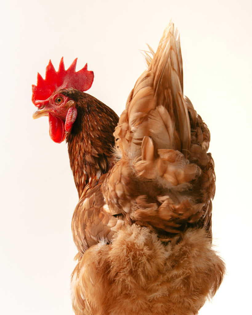 6 Facts About Chickens That Will Make You Question the Term “Birdbrain”