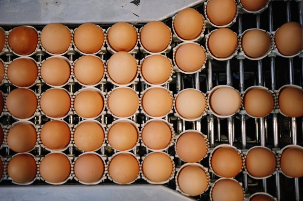 Empowering Climate-Smart Egg Farming in Partnership with USDA