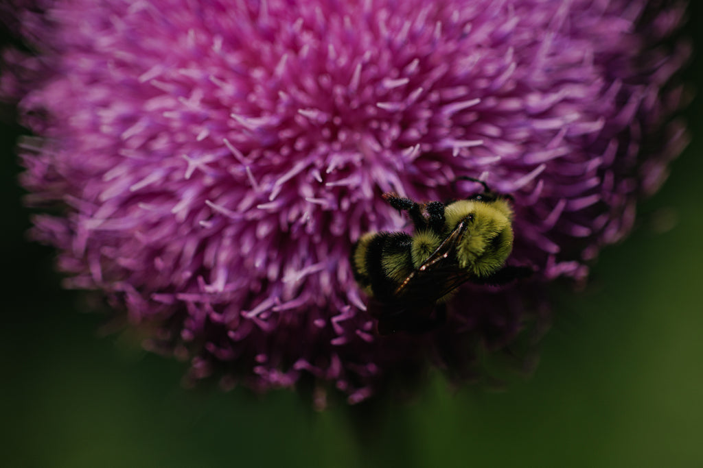 Handsome Brook Farms Celebrates Pollinators