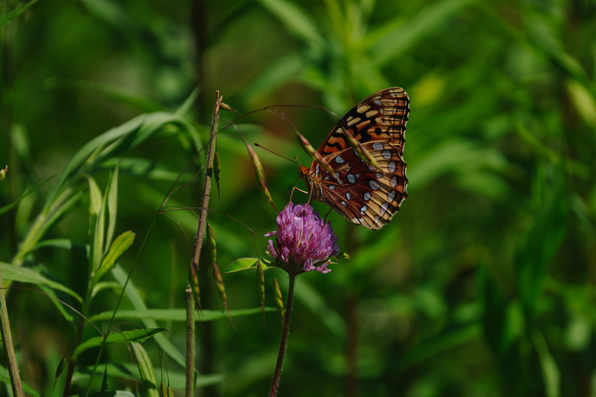 Handsome Brook Farms Explores Butterflies