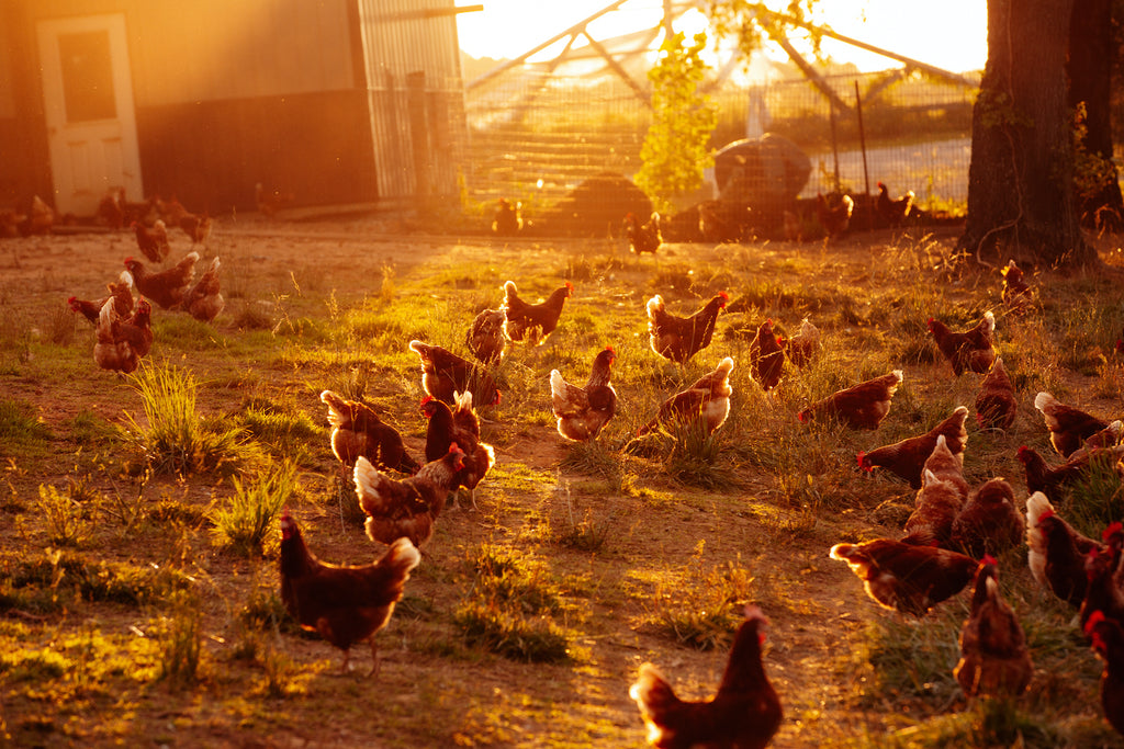 A Day in the Life of A Pasture Raised Hen