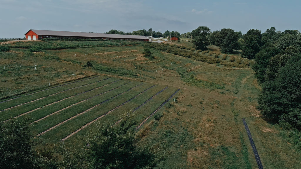 Regenerative Agriculture Series: Elderberries and Handsome Brook Farms