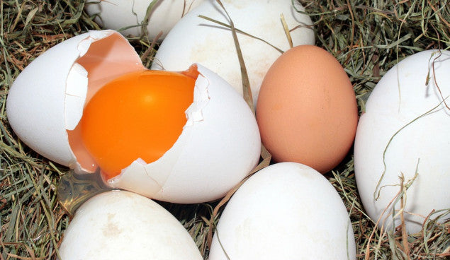 Your Cage-Free Eggs Are Bogus